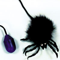 jumping spider