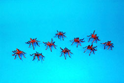 plastic, spider